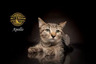 Apollo 3