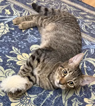 Vik