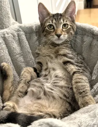 Vik