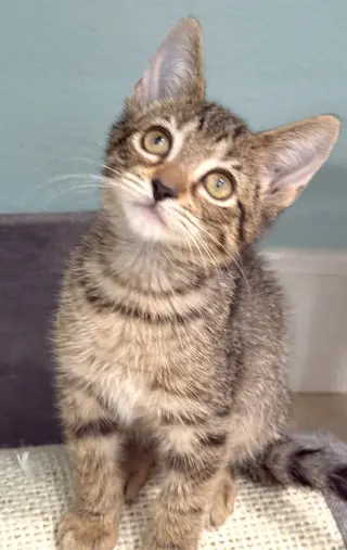 Vik