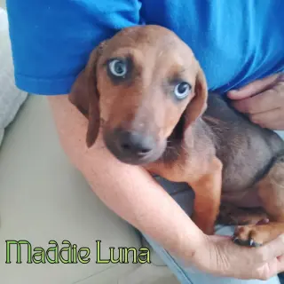 Maddie Luna