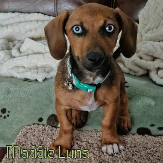 Maddie Luna