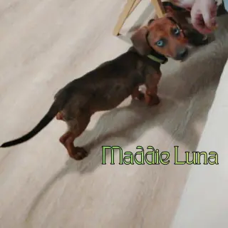 Maddie Luna