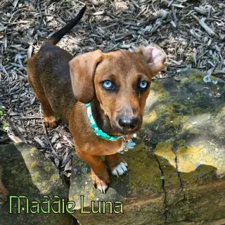 Maddie Luna