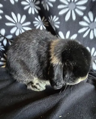 Harold