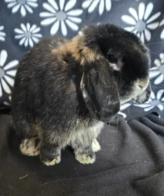 Harold