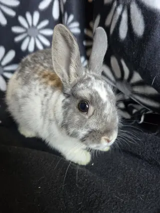 Kieran
