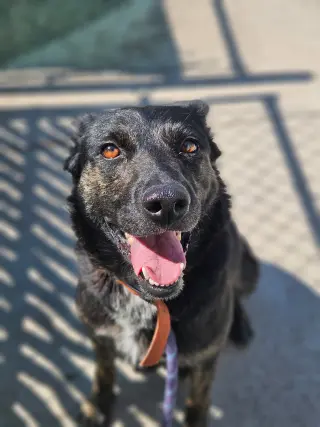 Molly