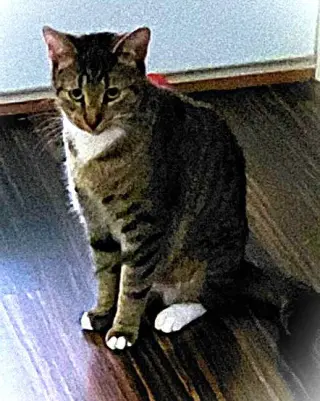 Olive G.