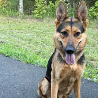 Ellie