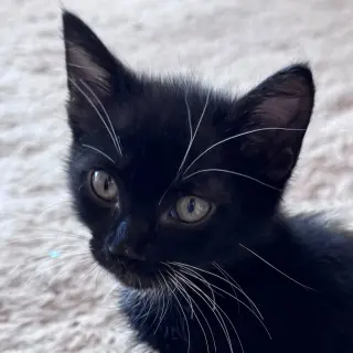 Almond