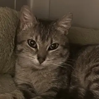 Bambi