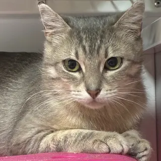 Bambi