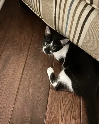 Angus