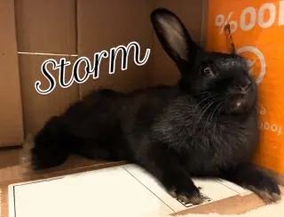 Storm
