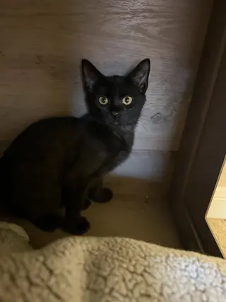 Penelope