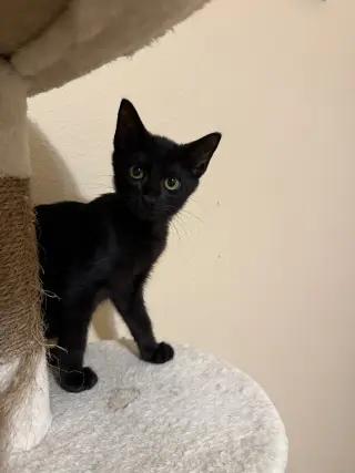 Penelope