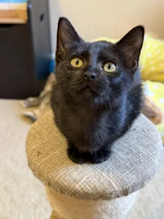Penelope