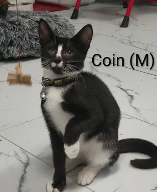 Coin