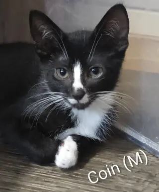 Coin