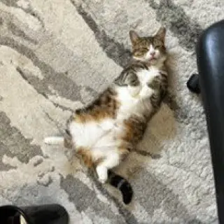 Flossie