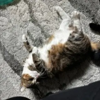 Flossie
