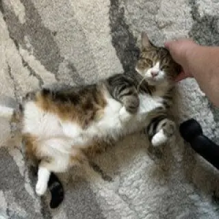 Flossie