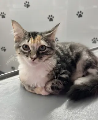 Athena