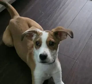BASIL