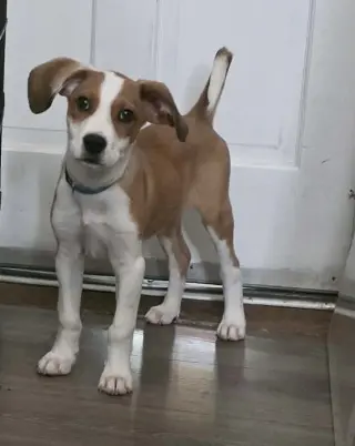 BASIL