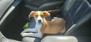 BASIL