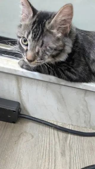 Zeus