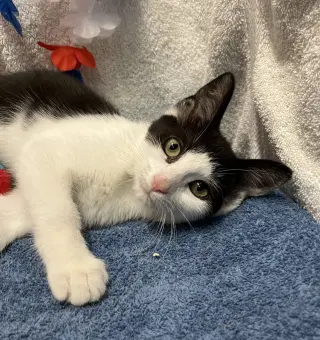 Juniper