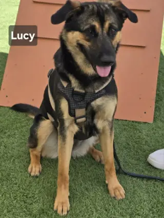 Lucy