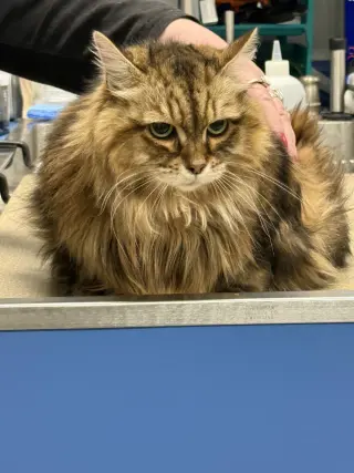 Nyla