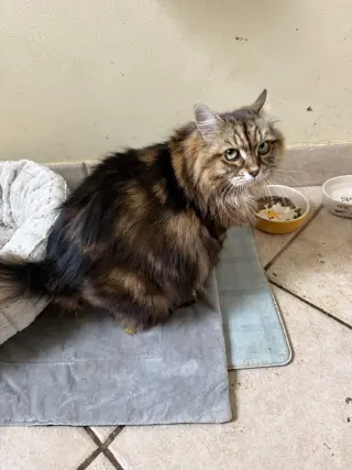 Nyla