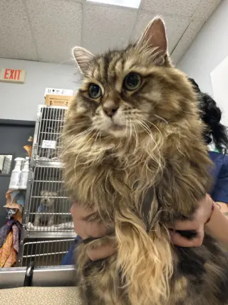 Nyla