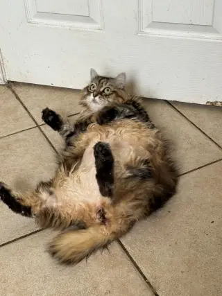 Nyla