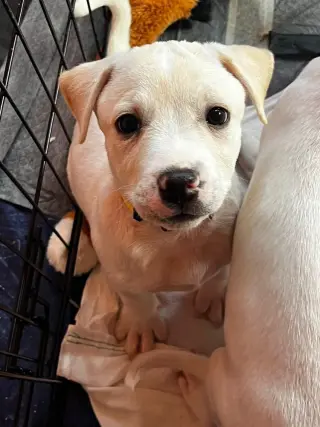 Piggy Pups : Miss Hogzilla