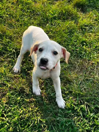Piggy Pups : Miss Hogzilla