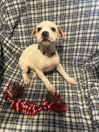 Piggy Pups : Priscilla Pigsley