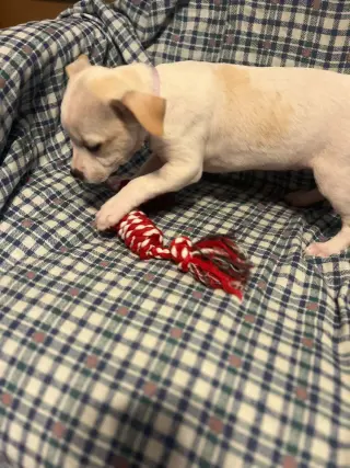 Piggy Pups : Priscilla Pigsley