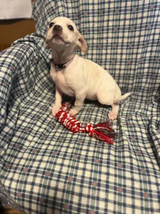 Piggy Pups : Priscilla Pigsley