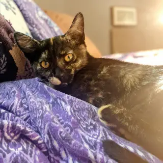 Betty Girl
