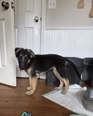 Giggle - Adoption Pending