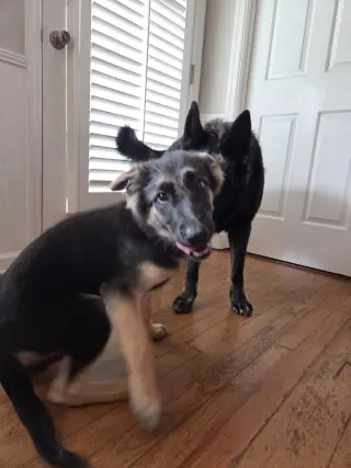 Giggle - Adoption Pending