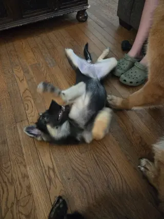 Giggle - Adoption Pending