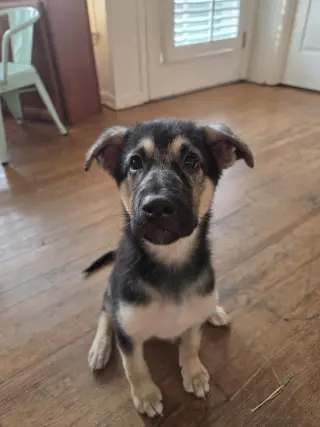 Bonnie - Adoption Pending