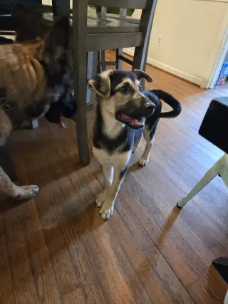 Bonnie - Adoption Pending