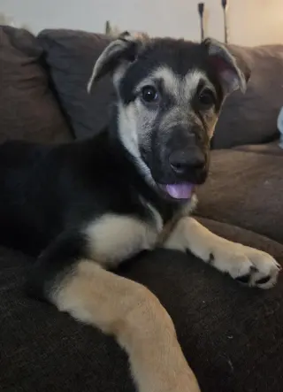 Bonnie - Adoption Pending